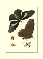 Papillion III Framed Print