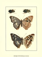 Papillion IV Framed Print