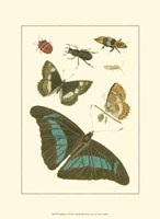 Papillion V Framed Print