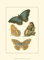 Papillion VI Framed Print