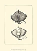 Sepia Rays Fine Art Print