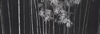 Bamboo - China Fine Art Print