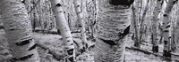 Dixie National Forest - Utah - Usa by Helmut Hirler - 37" x 13"
