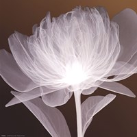 Full Bloom Awakening Fine Art Print