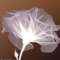 Awaiting Bloom Fine Art Print