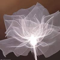 Sheer Delicacy Fine Art Print