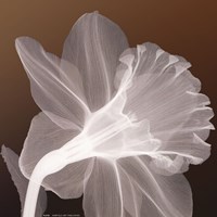 Ruffled Elegance Fine Art Print
