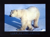 Lord Of The Arctic Fine Art Print