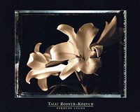 Bermuda Lilies Fine Art Print