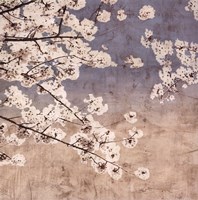 Cherry Blossoms II Fine Art Print