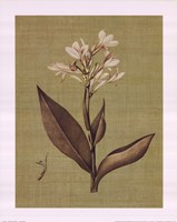 Botanica Verde II Fine Art Print