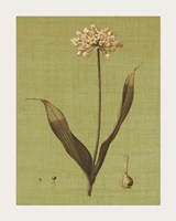 Botanica Verde III Fine Art Print