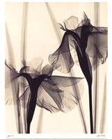 Japanese Iris Fine Art Print