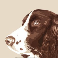 Springer Spaniel Framed Print