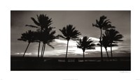 Sunrise Palms by Harold Silverman - 28" x 16"