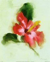 Hibiscus Fine Art Print