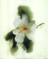 Magnolia Fine Art Print