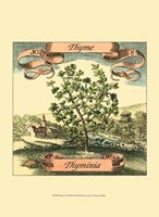 Thyme Fine Art Print