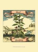 Basil Fine Art Print