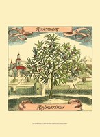 Rosemary Fine Art Print