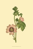 Tropical Ambrosia II Fine Art Print