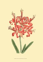 Le Fleur Rouge I Fine Art Print