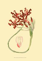 Le Fleur Rouge II Fine Art Print