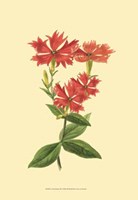 Le Fleur Rouge III Fine Art Print