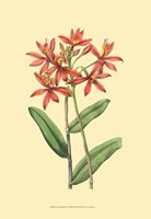 Le Fleur Rouge IV Fine Art Print