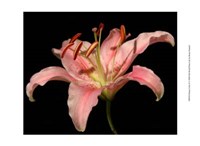 Dream Lilies II Fine Art Print