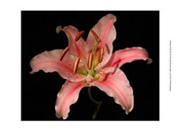 Dream Lilies III Fine Art Print