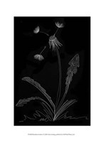 Dandelion Garden I by Alicia Ludwig - 10" x 13"