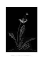 Dandelion Garden II by Alicia Ludwig - 10" x 13"