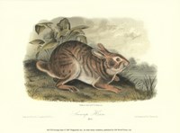 Swamp Hare Fine Art Print