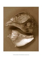 Sensual Shells II Framed Print