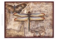 Poetic Dragonfly II Framed Print