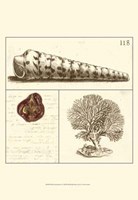 Shell Classification I Fine Art Print