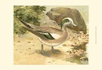 Green-wing Teal Fine Art Print