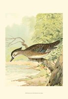 Woodduck Female Fine Art Print