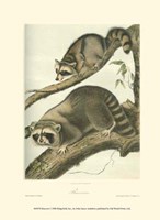 Racoon Fine Art Print