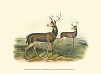 Columbian Black-tailed Deer Fine Art Print