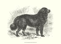 Newfoundland Fine Art Print