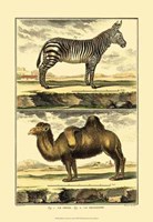 Zebra and Camel Fine Art Print
