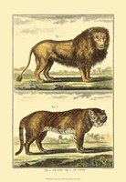 Lion and Tiger Fine Art Print