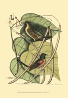 Baltimore Bird and Catalpah Fine Art Print