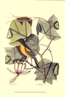 Baltimore Bird and Tulip Tree Fine Art Print