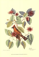 The Chatterer Fine Art Print