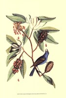 The Blew Grosbeak Fine Art Print