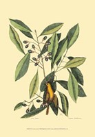 The Carolina Laurus Fine Art Print