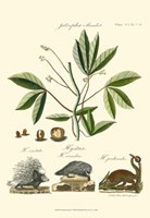 Naturalist Study I Fine Art Print